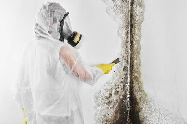 Best Crawl Space Mold Removal  in Asbury Park, NJ