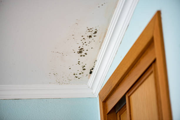 Office Mold Removal Services in Asbury Park, NJ