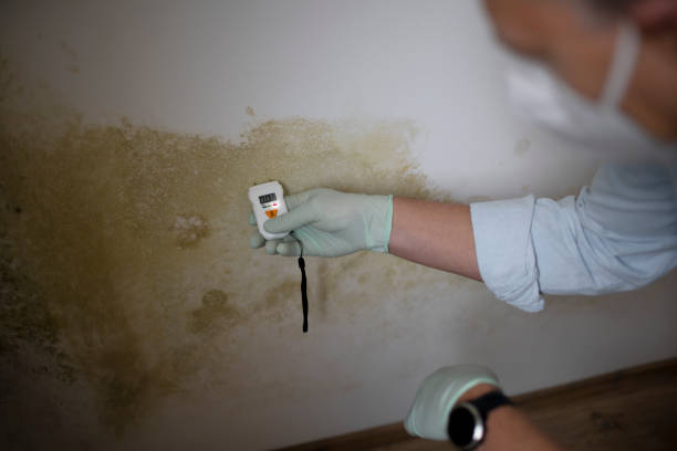 Mold Testing and Removal in Asbury Park, NJ