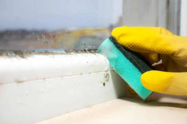 Best Mold Damage Repair  in Asbury Park, NJ