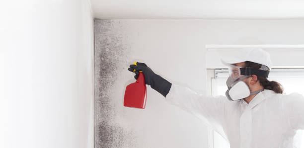 Professional Mold Removal in Asbury Park, NJ