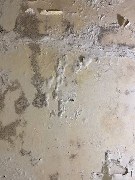 Best Emergency Mold Removal  in Asbury Park, NJ