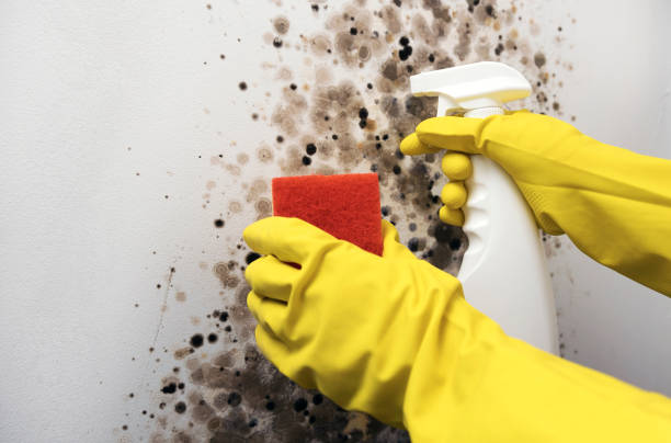 Home Mold Removal in Asbury Park, NJ