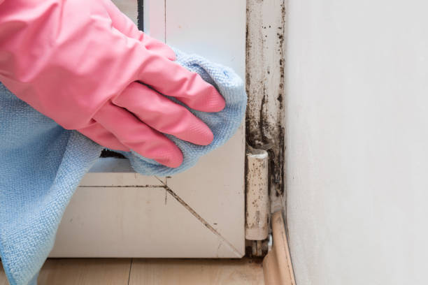 Best Commercial Mold Removal  in Asbury Park, NJ